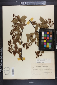 Rubus canadensis image