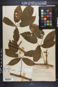 Rubus canadensis image