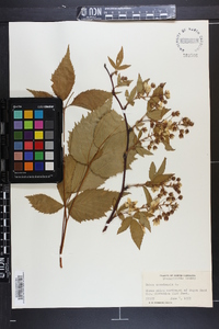 Rubus canadensis image