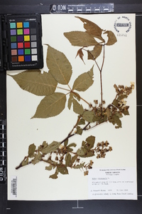 Rubus canadensis image