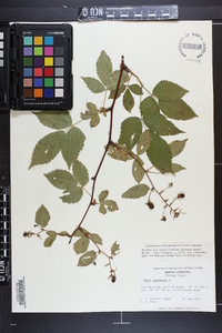 Rubus canadensis image