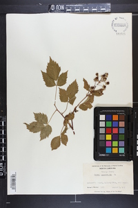 Rubus canadensis image