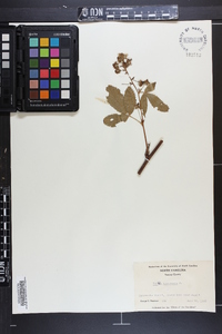 Rubus canadensis image