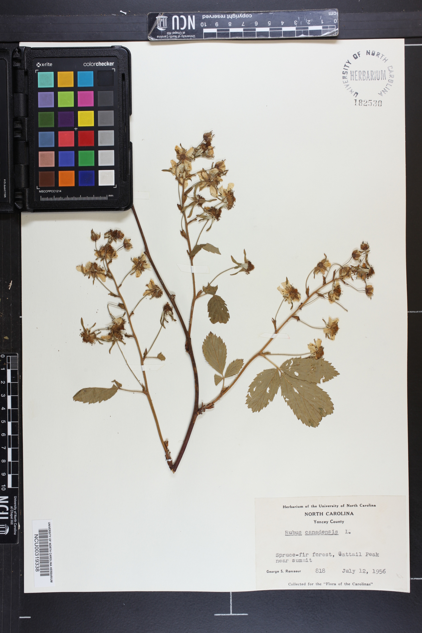 Rubus canadensis image