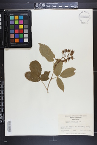 Rubus canadensis image