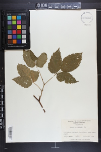 Rubus canadensis image