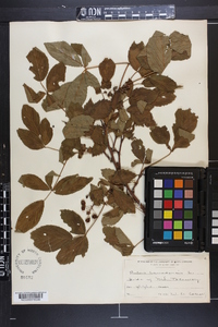 Rubus canadensis image