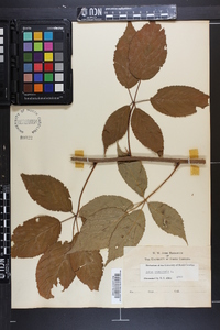 Rubus canadensis image