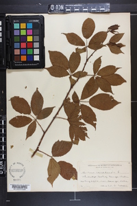 Rubus canadensis image