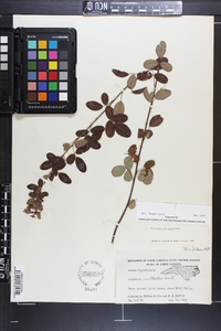 Lespedeza × nuttallii image