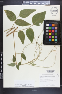 Desmodium perplexum image