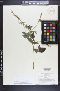 Desmodium perplexum image