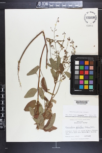 Desmodium perplexum image