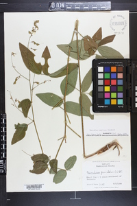 Desmodium perplexum image