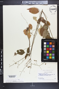 Desmodium perplexum image