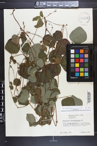 Desmodium rotundifolium image