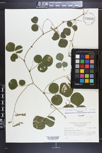 Desmodium rotundifolium image