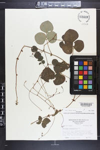 Desmodium rotundifolium image