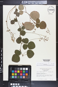 Desmodium rotundifolium image