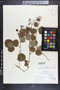 Desmodium rotundifolium image