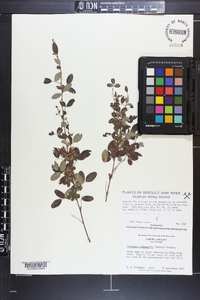 Lespedeza intermedia image