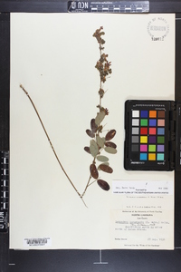 Lespedeza intermedia image