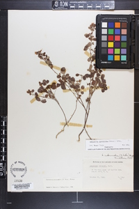 Lespedeza intermedia image