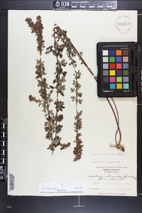 Lespedeza intermedia image