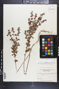 Lespedeza intermedia image