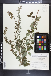 Lespedeza intermedia image