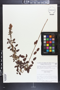 Lespedeza intermedia image