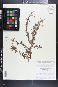 Lespedeza procumbens image