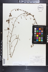 Lespedeza procumbens image