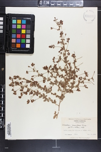 Lespedeza procumbens image