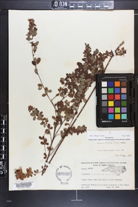 Lespedeza intermedia image