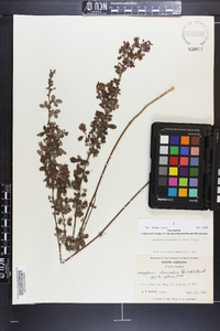 Lespedeza intermedia image