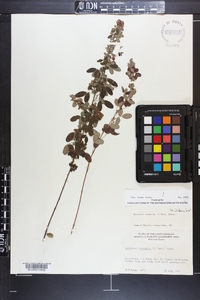 Lespedeza intermedia image