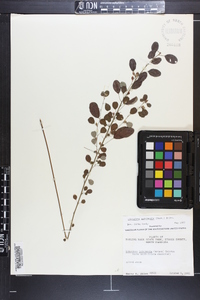 Lespedeza intermedia image