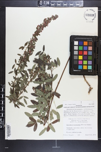 Lespedeza intermedia image