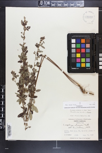 Lespedeza intermedia image