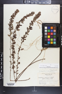 Lespedeza intermedia image