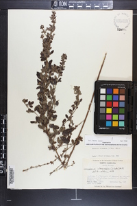 Lespedeza intermedia image