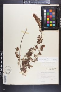 Lespedeza intermedia image