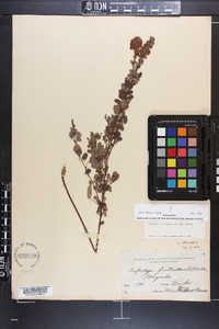 Lespedeza intermedia image