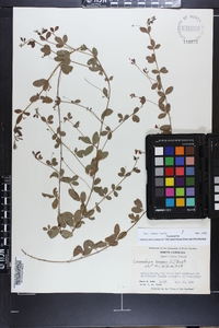 Lespedeza repens image