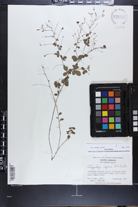 Lespedeza repens image