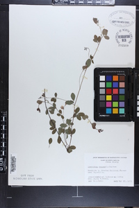 Lespedeza repens image