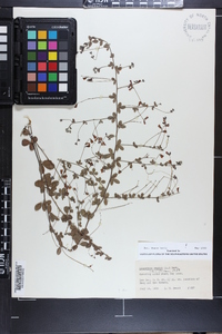 Lespedeza repens image