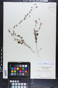 Lespedeza repens image