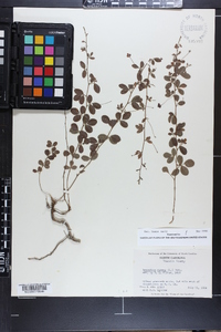 Lespedeza repens image